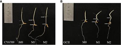 Importance of controlling mesocotyl elongation in the development of rice seedlings intended for mechanical transplantation